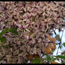Blüten und Früchte an einem Baum